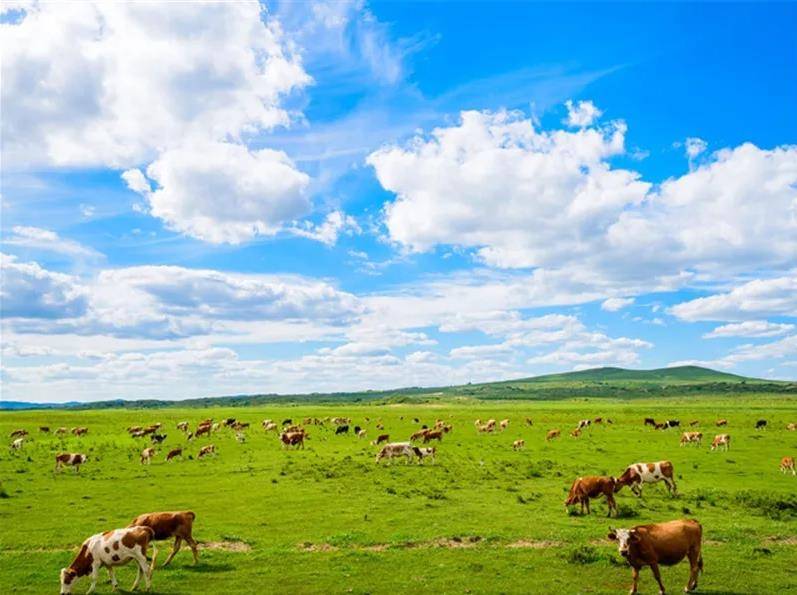 内蒙古草原之美与文化魅力的独特展现